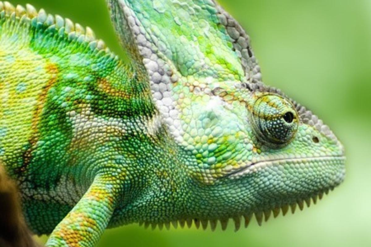 dinosaurio conferencia Coca ✓ Comprar un camaleón: La guía definitiva | Camaleones